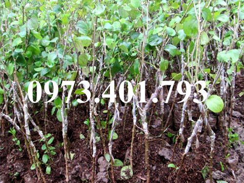 CÂY GIỐNG TÁO ĐÀO VÀNG